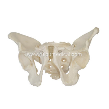 Adult Male Pelvis